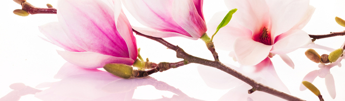 Magnolia