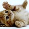 kittycat-826